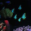 EPCOT The Seas with Nemo and Friends January 2010