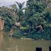 Disneyland Adventureland Jungle Cruise dock area, 1950s