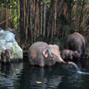 Elephant pool, October 2007