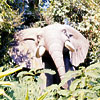Bull Elephant, 1960s