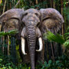Disneyland Jungle Cruise African Bull Elephant January 2013