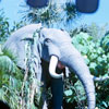 Bull Elephant photo, 1962