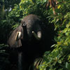 Jungle Cruise Bull Elephants, 1960s