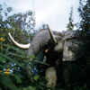 Jungle Cruise Bull Elephants, 1950s