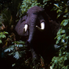 Bull Elephant, October 1966