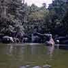 Disneyland Jungle Cruise Elephant Wading Pool, July 1967