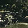 Disneyland Jungle Cruise Elephant Pool, 1965