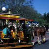 Disneyland Horse-Drawn Trolley in Central Plaza, March 1968