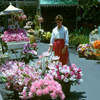 Flower Market July 1961