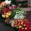 Disneyland Flower Market March 1974
