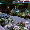 Disneyland Main Street Flower Market June 1961