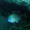 Finding Nemo Submarine Voyage, February 2009