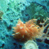 Finding Nemo Submarine Voyage, September 2008