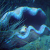 Finding Nemo Submarine Voyage, September 2008