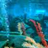 Finding Nemo Submarine Voyage, January 2008