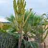 Balboa Park Cactus Garden, August 2024