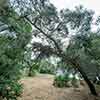 Trail to Gold Gulch, Balboa Park, San Diego, August 2024