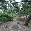 Trail to Gold Gulch, Balboa Park, San Diego, August 2024