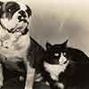 Tylo the dog and Tylette the cat, The Blue Bird 1940