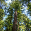 Armstrong Redwoods State Natural Reserve photo, July 2013