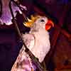 Josephine, Disneyland Enchanted Tiki Room show bird, July 2012
