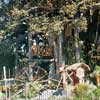 Disneyland Swiss Family Robinson Treehouse  1970s